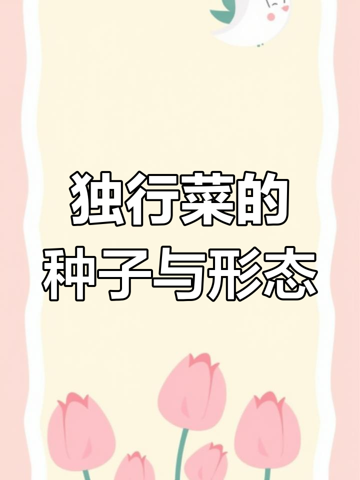 独行菜:十字花科植物的种子与形态特征