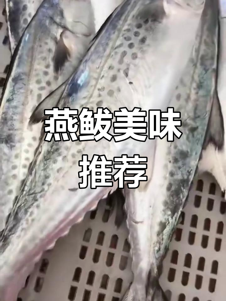 燕鲅肉质鲜美,包饺子或做丸子,口感绝佳!