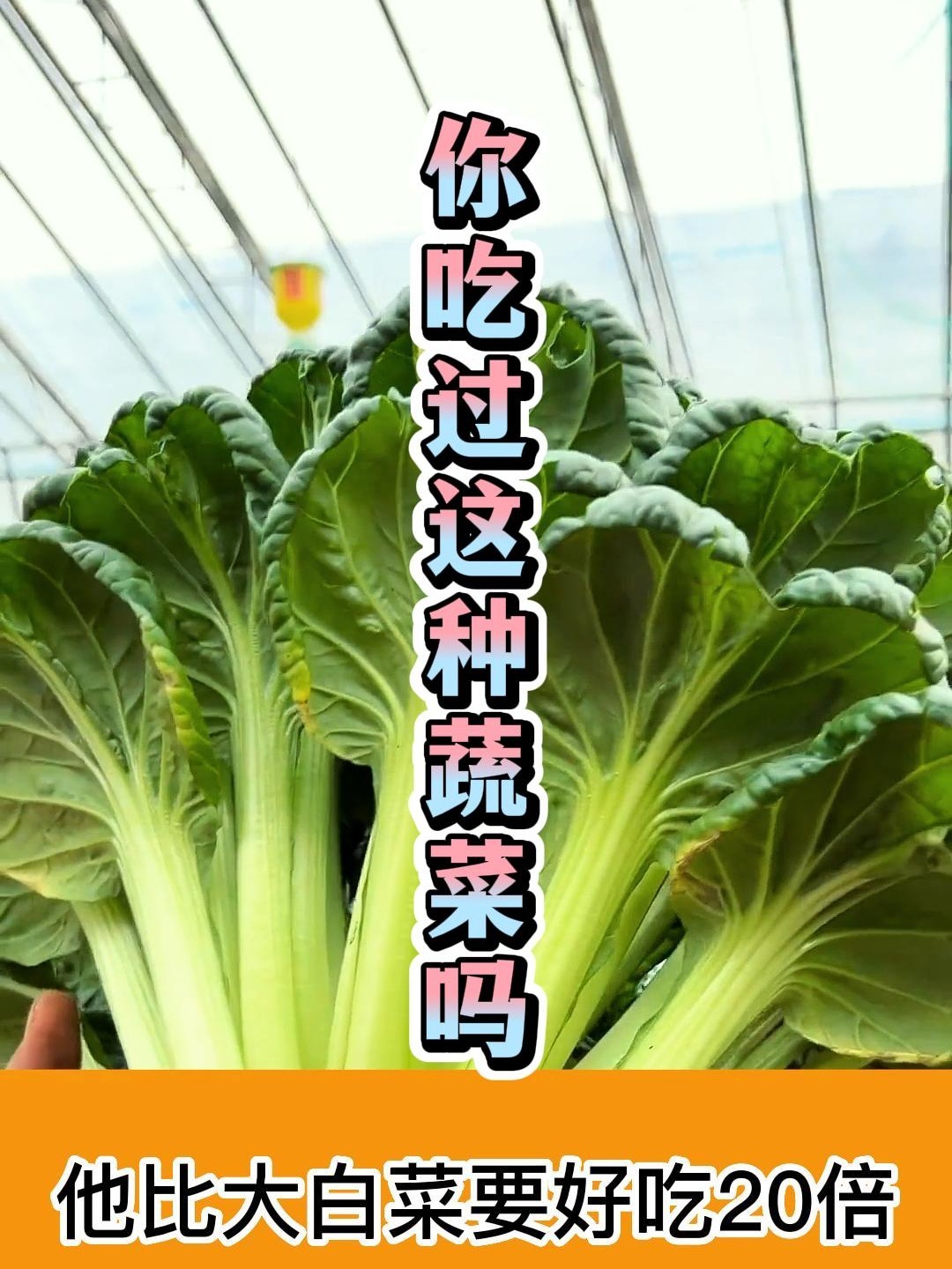 你吃过被大白菜好吃20倍的乌塌菜吗