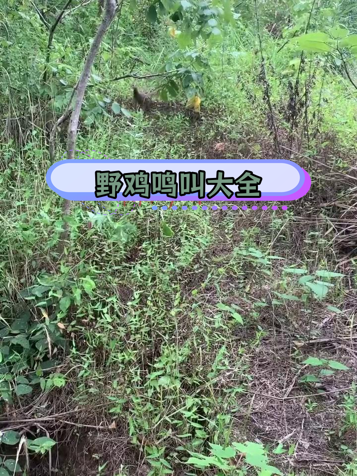 野鸡母鸟叫声全集