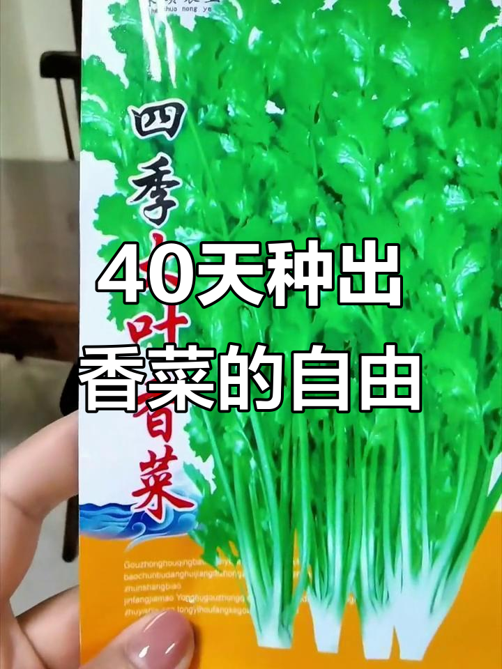 从种子到香菜,40天见证芫荽的成长与收获