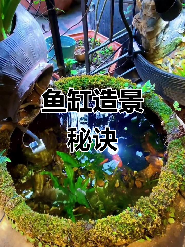 鱼缸造景轻松搞定，石头选对是关键！