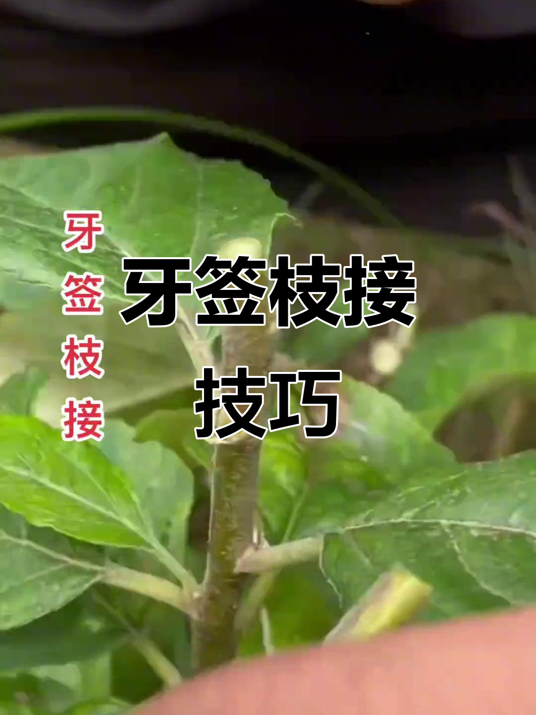 牙签嫁接法:轻松搞定瓜果蔬菜与果树