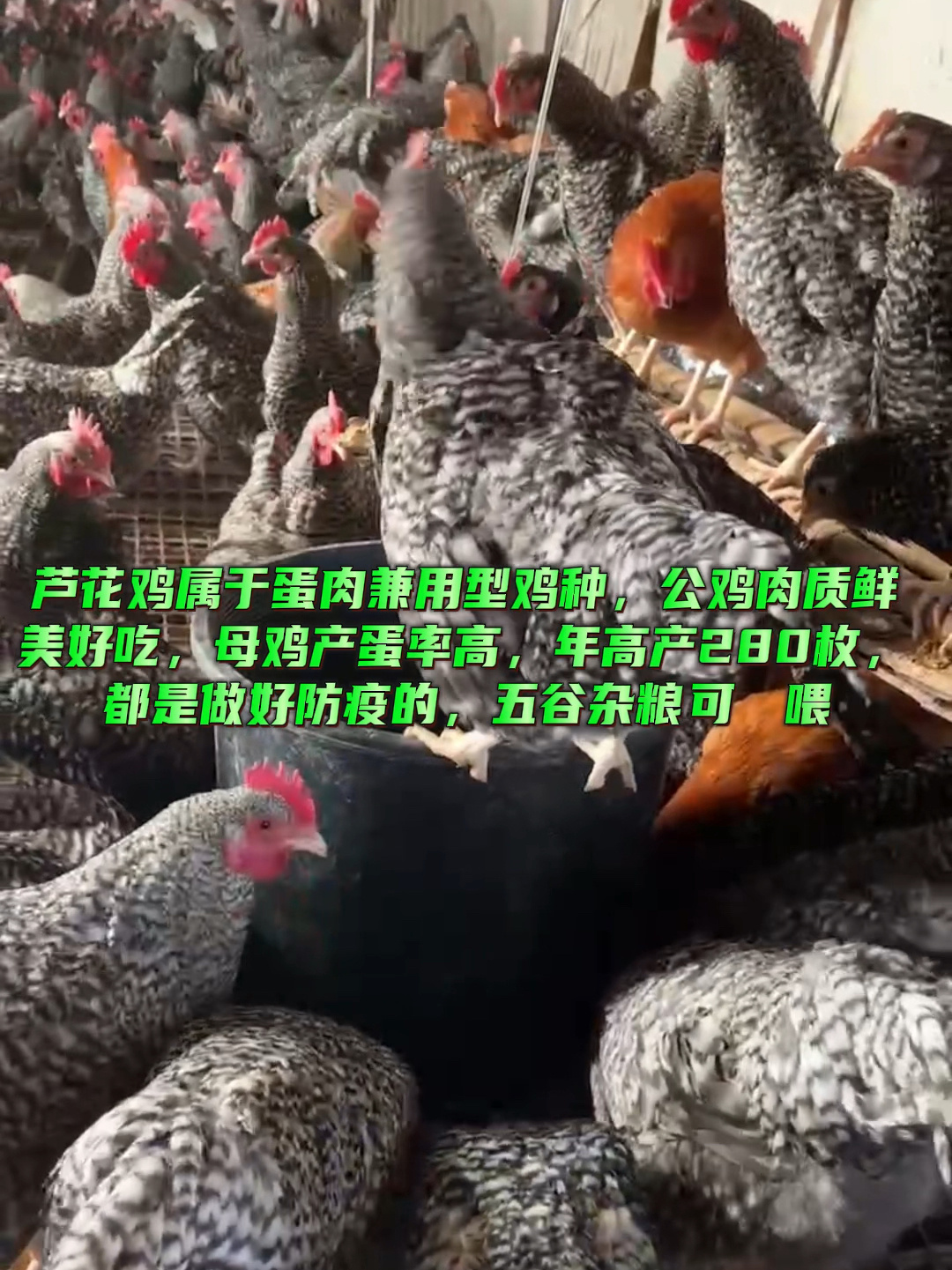 芦花鸡属于蛋肉兼用型鸡种公鸡肉质鲜美好吃母鸡产蛋率高年高产2