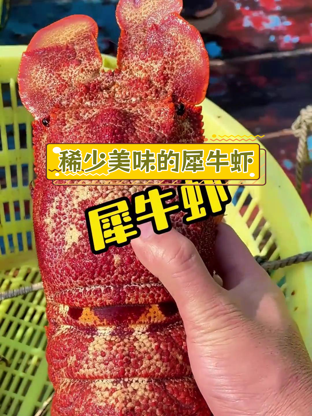 稀有美味:犀牛虾的独特之处