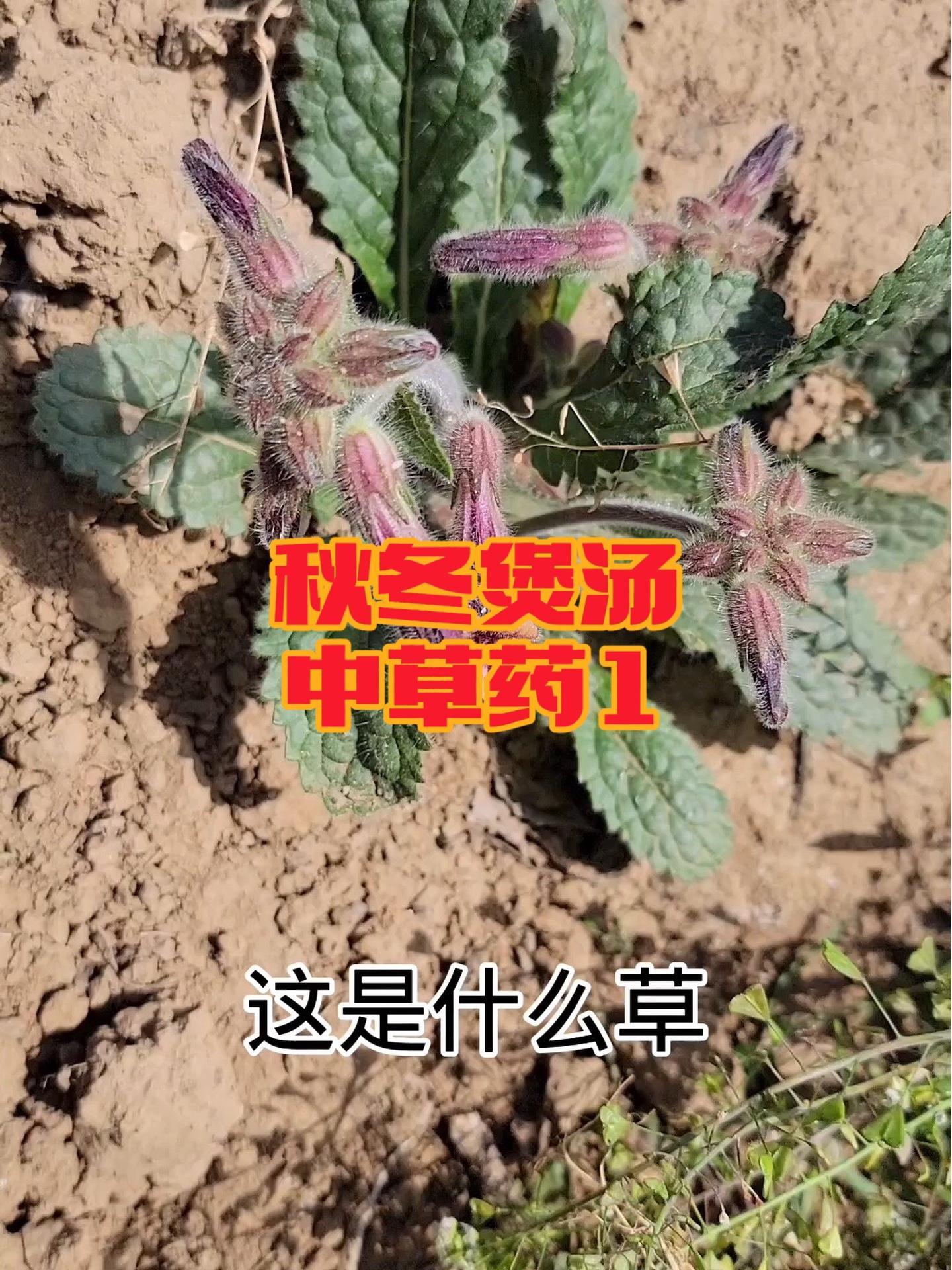 秋冬季节常用来煲汤的中草药,你都用过几种呢?识百草 地黄 玉竹 麦冬 黄精