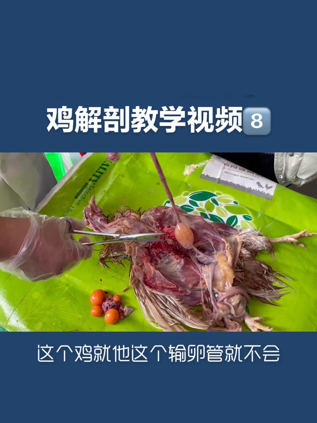 鸡解剖教学视频8