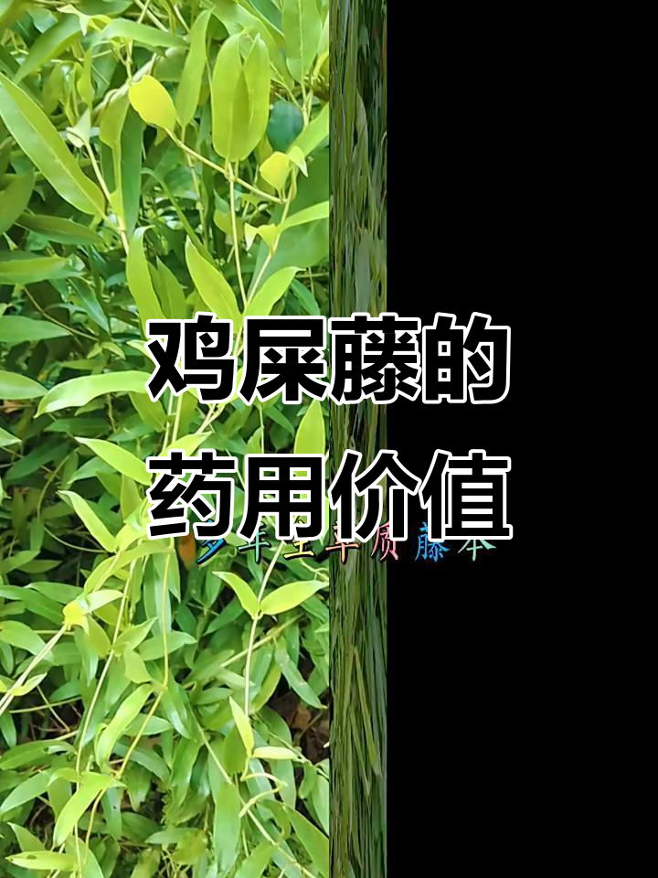 鸡屎藤:一种喜温暖湿润的攀援植物,全草入药