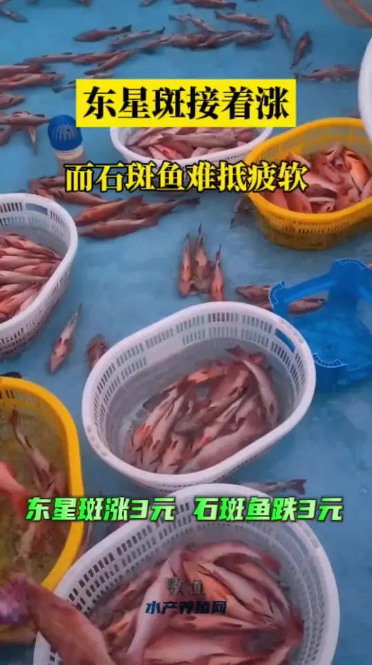 珍珠石斑鱼行情整体下行,仅红东星斑稍有上涨。水产养殖 石斑鱼 东星斑 鱼价 市场