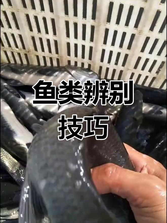 青鱼与草鱼的差别,养鱼人一眼就能分辨