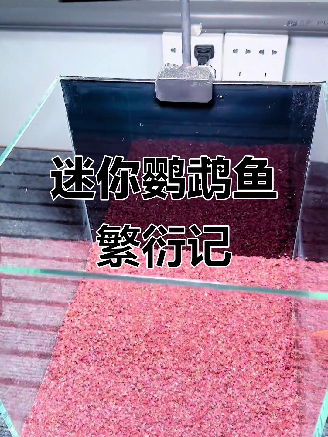 迷你鹦鹉鱼繁殖大作战,看它们如何展开激烈竞争