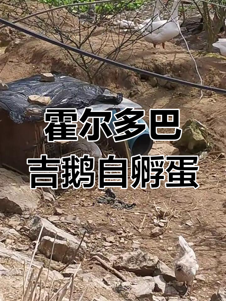 第一次养霍尔多巴吉鹅,竟然自己孵蛋!