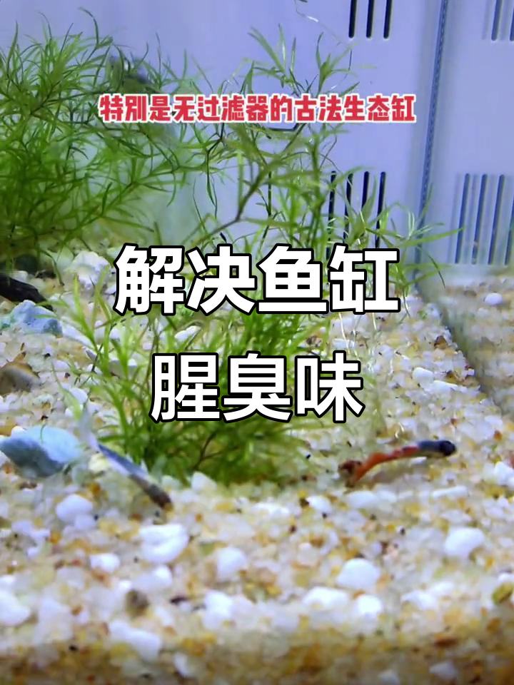 鱼缸发黑发臭?这样处理底疮问题轻松解决