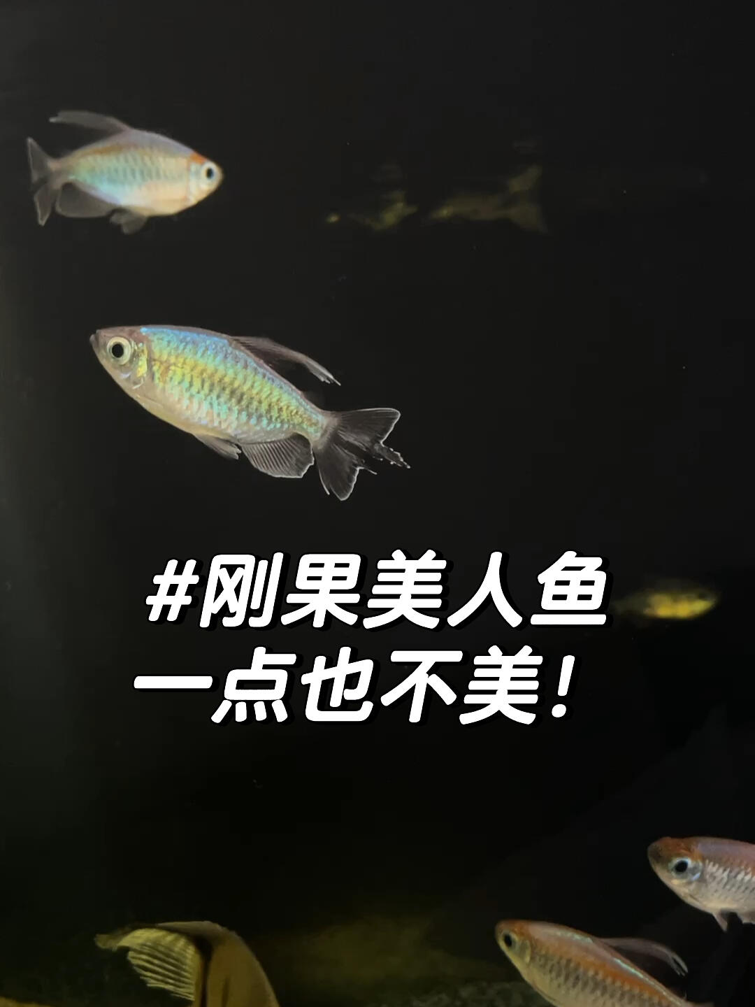 这个刚果美人鱼!它不是美不美的问题!