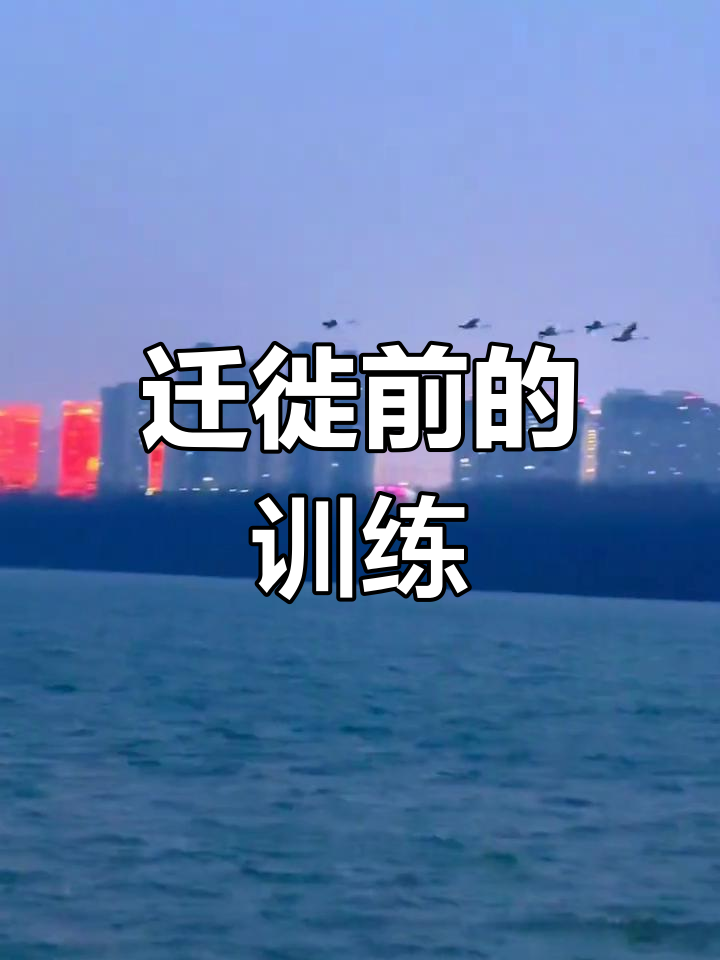 天鹅湖畔,大天鹅携幼鸟练飞,为迁徙做最后准备