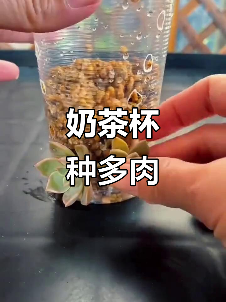 用奶茶杯打造高颜值多肉盆栽,简单又有趣