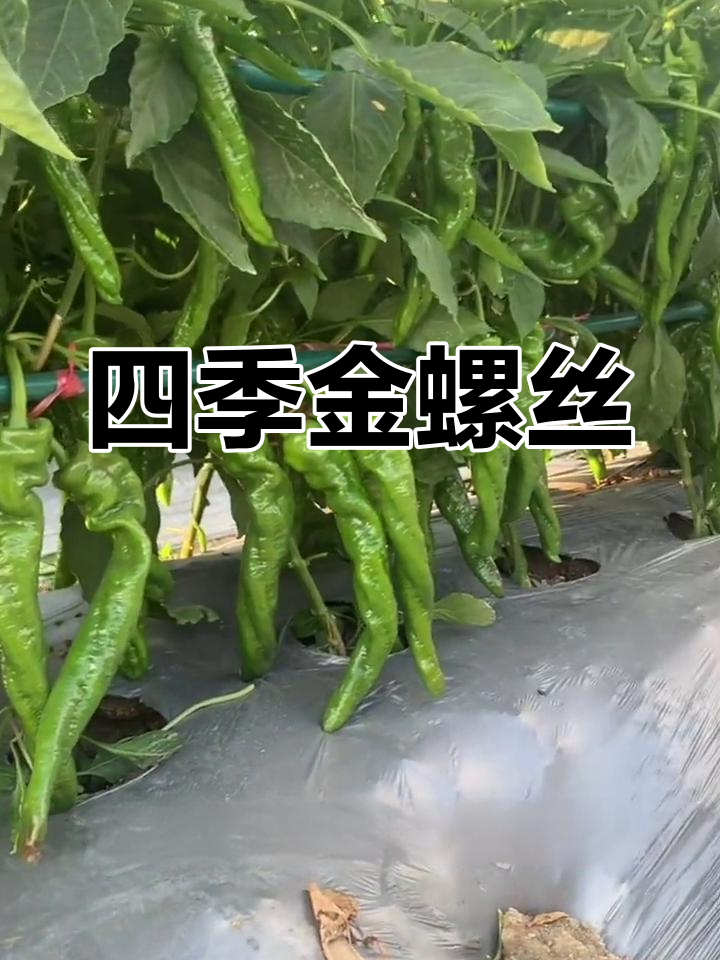 金螺丝辣椒,四季种植,阳台盆栽蔬菜新选择