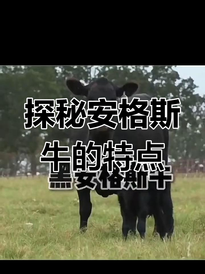安格斯牛:世界四大名牛之一,如何成为顶级牛肉的代表?