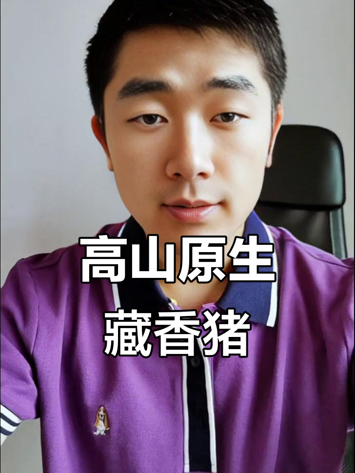 回归原生态高山放养，藏香猪带你重温猪肉的最初味道