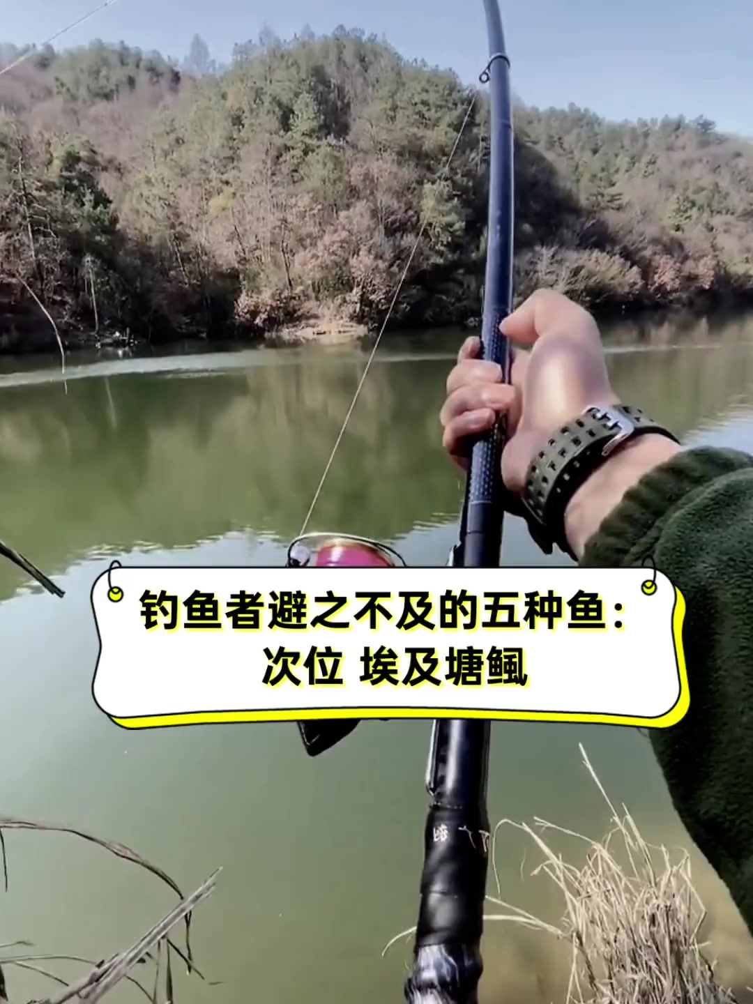 钓鱼者避之不及的五种鱼:次位,埃及塘鲺