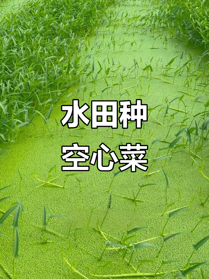 博白空心菜适合水田,秋冬种植最佳选择