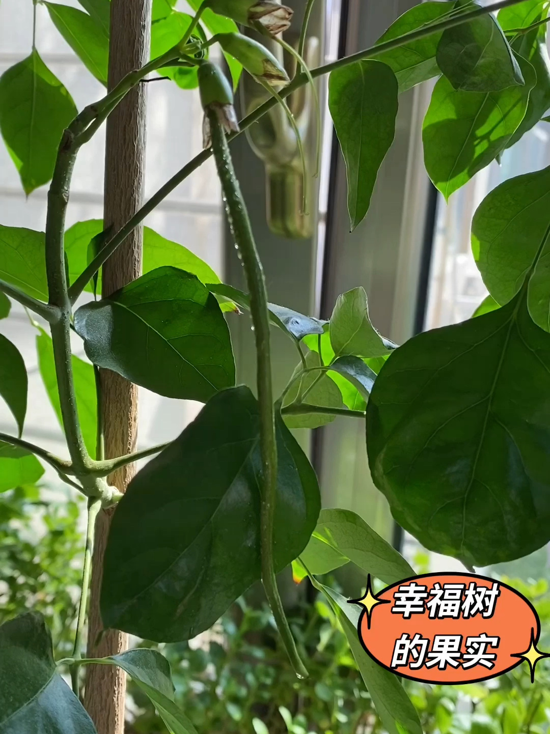 幸福树的果实,你见过吗?真的很罕见呢