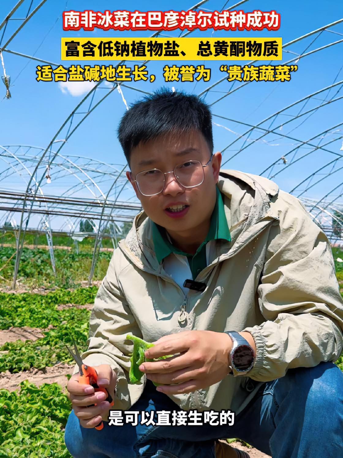 南非冰菜在巴彦淖尔试种成功,富含低钠植物盐、总黄酮物质,适合盐碱地生长,被誉为“贵族蔬菜”