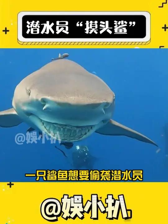 鲨鱼:开饭,开饭……开,开翻?海洋生物 搞笑