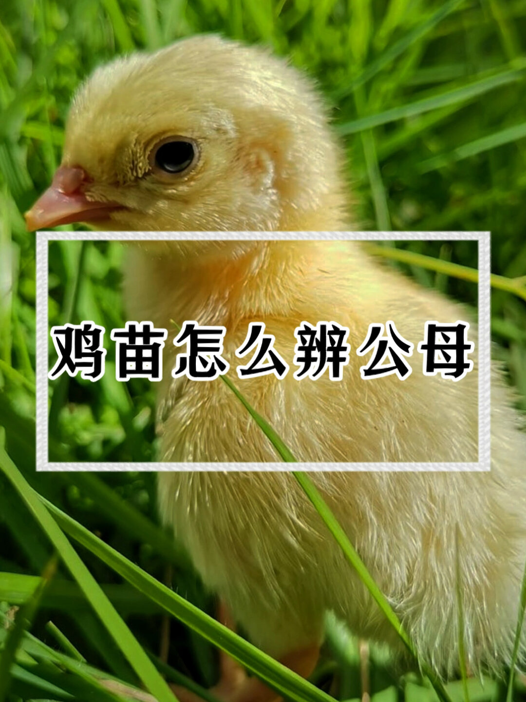 鸡苗怎么分辨公母?