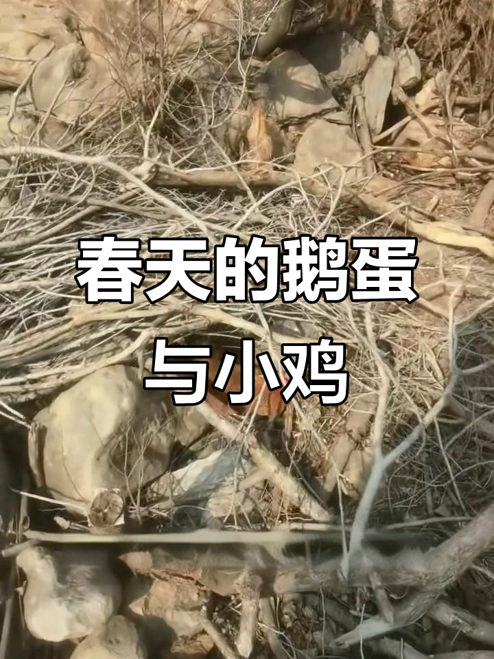 春天来临,鹅蛋满箱,土鸡也忙着下蛋