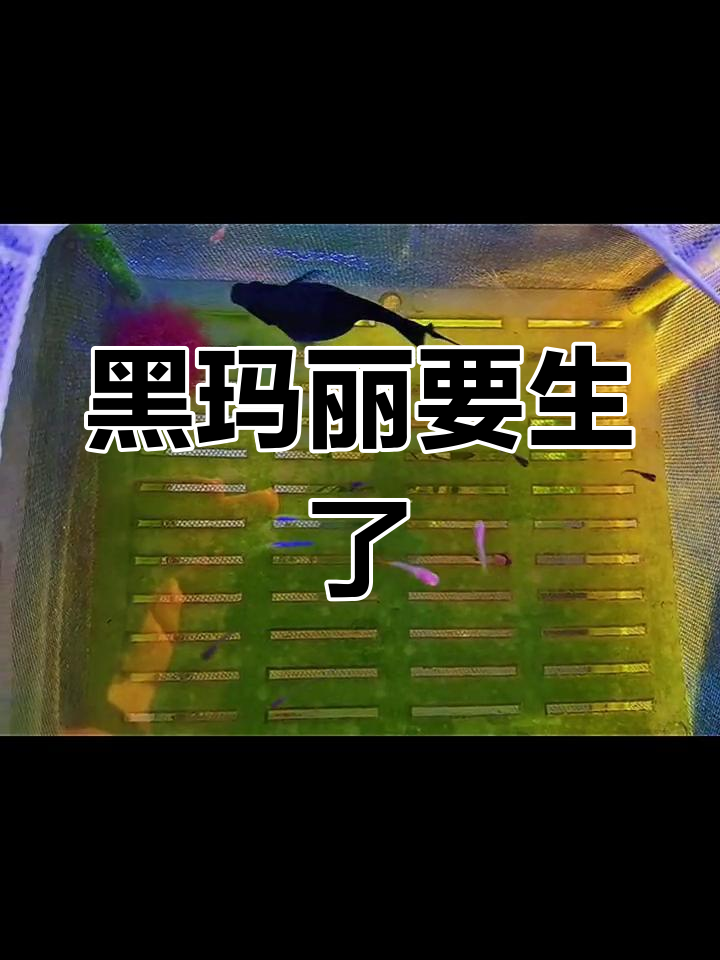 黑玛丽肚子鼓得快爆炸了,什么时候能生啊?