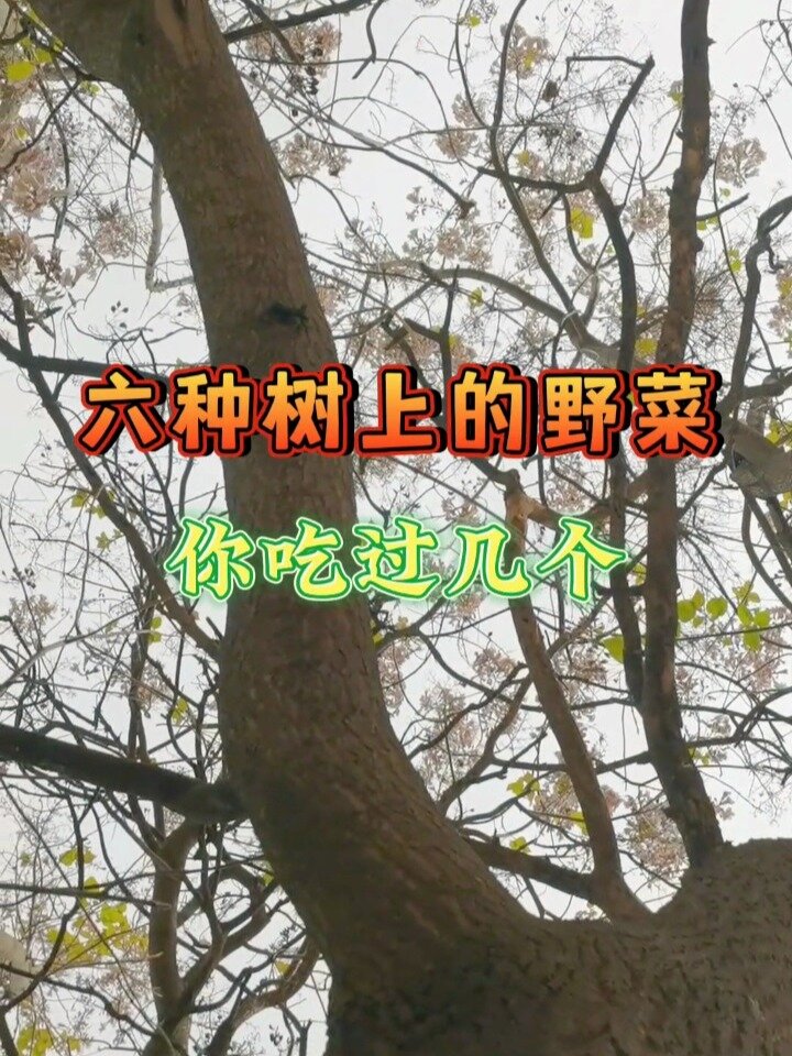 树上的野菜你吃过几个?