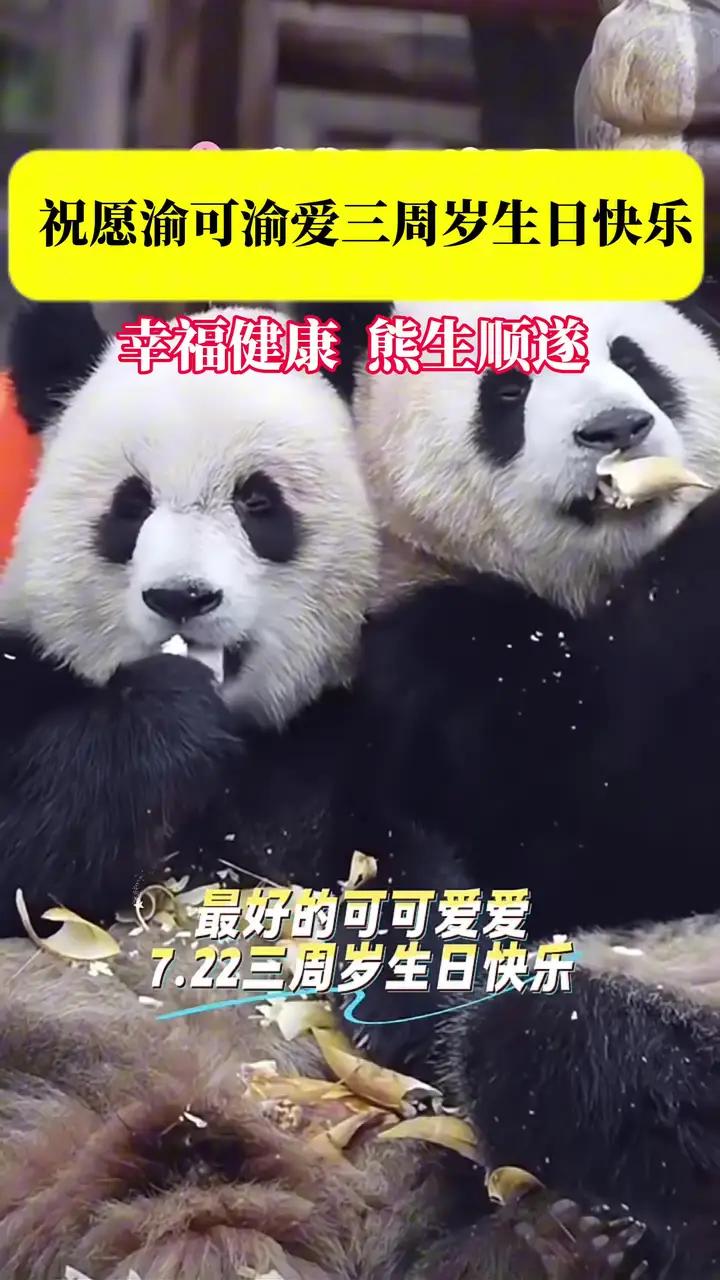 7月22日,重庆动物园“顶流明星”渝可渝爱三周岁啦!看国宝兄妹在线卖萌,蛋糕笋笋管够