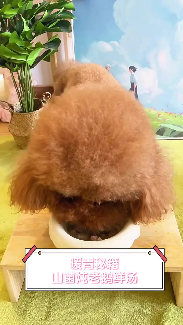 暖胃秘籍,山菌炖老鹅鲜汤
