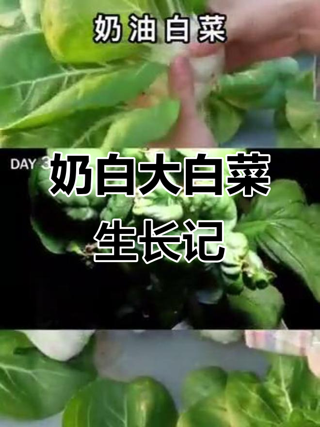奶油白菜种子从发芽到成长的奇妙过程