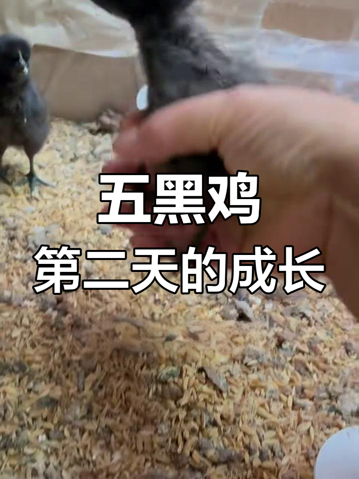 小黑鸡出壳第二天,学会喝水和吃食了