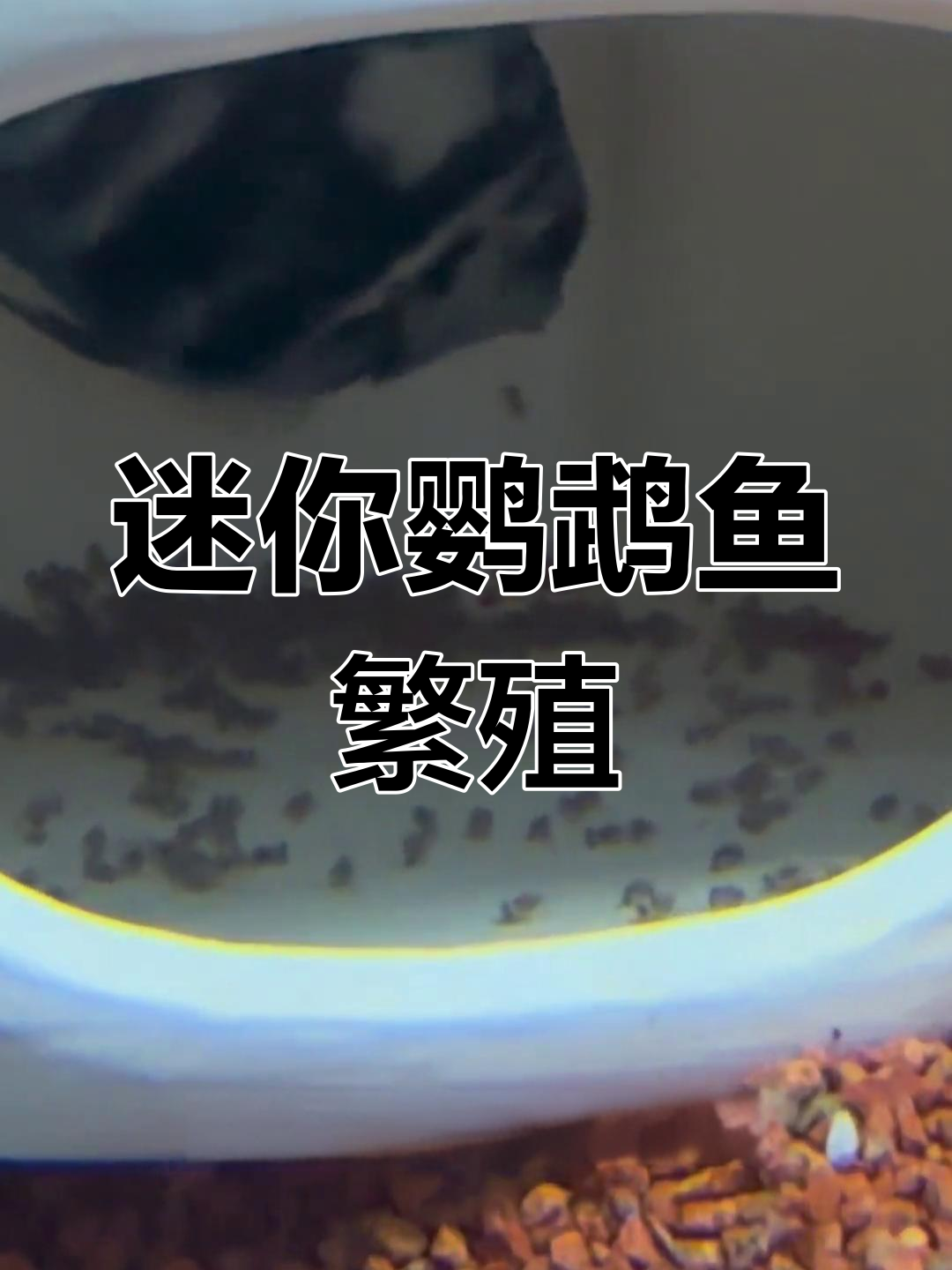 迷你鹦鹉鱼成功孵化,7天小苗起飞