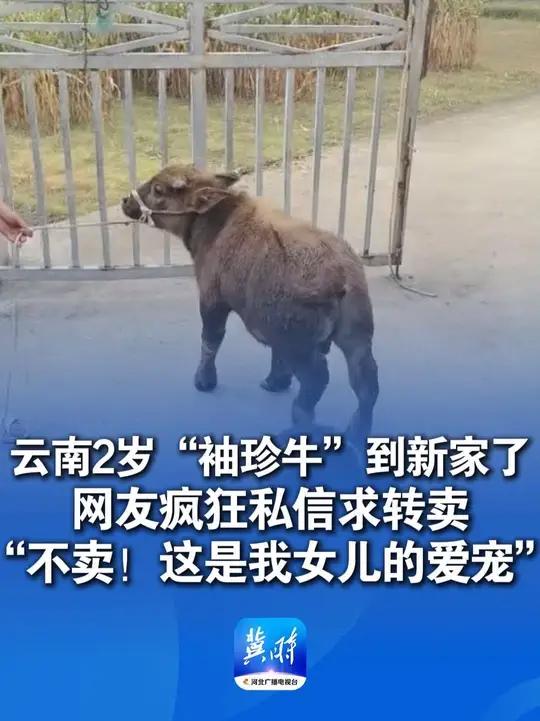 云南2岁网红“袖珍牛”到新家了“女儿想要一只宠物,买给她的”1.4万元买回 多名网友求转卖