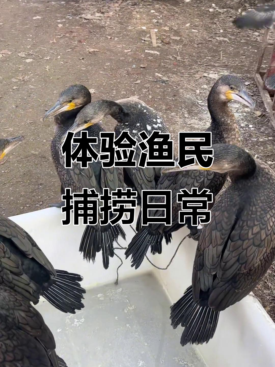 渔民生活大揭秘:鸬鹚抓鱼技巧全展示