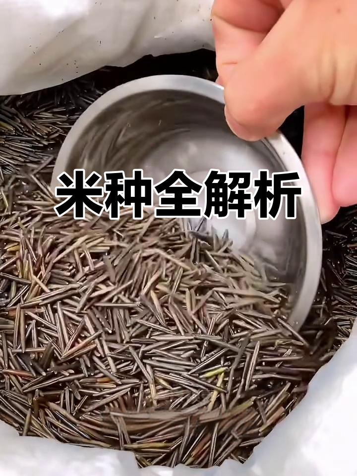 各种米的特点与价格大揭秘:菇米、绿竹米到黑米的口感和价值
