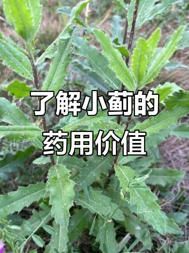 小蓟:刺儿菜你见过吗?它竟然有这么多用途!