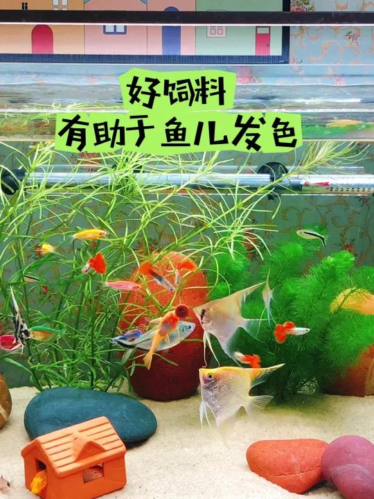 所有小鱼都爱吃这个贴片饲料,全是“干饭人”