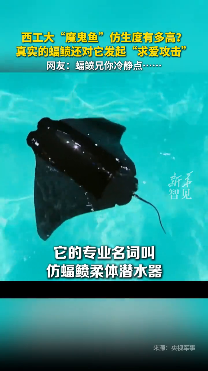 西工大“魔鬼鱼”仿生度有多高?真实蝠鲼还对它发起“求爱攻击”