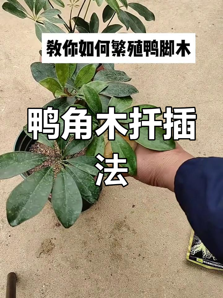 鸭脚木扦插技巧大揭秘,轻松掌握生根方法