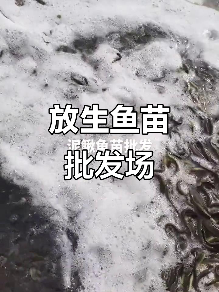 深圳东莞惠州广州鱼苗批发,放生鱼苗基地大揭秘