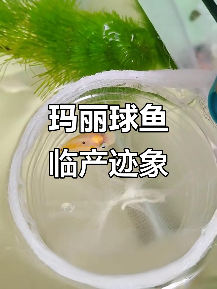 玛丽球鱼生产前的征兆与变化