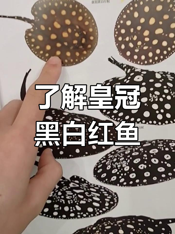 皇冠黑白红鱼真相大揭秘,误区与误解全解析