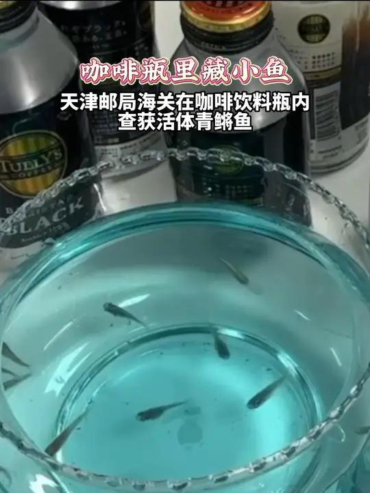 咖啡瓶里藏小鱼,天津邮局海关在咖啡饮料瓶内查获活体青鳉鱼
