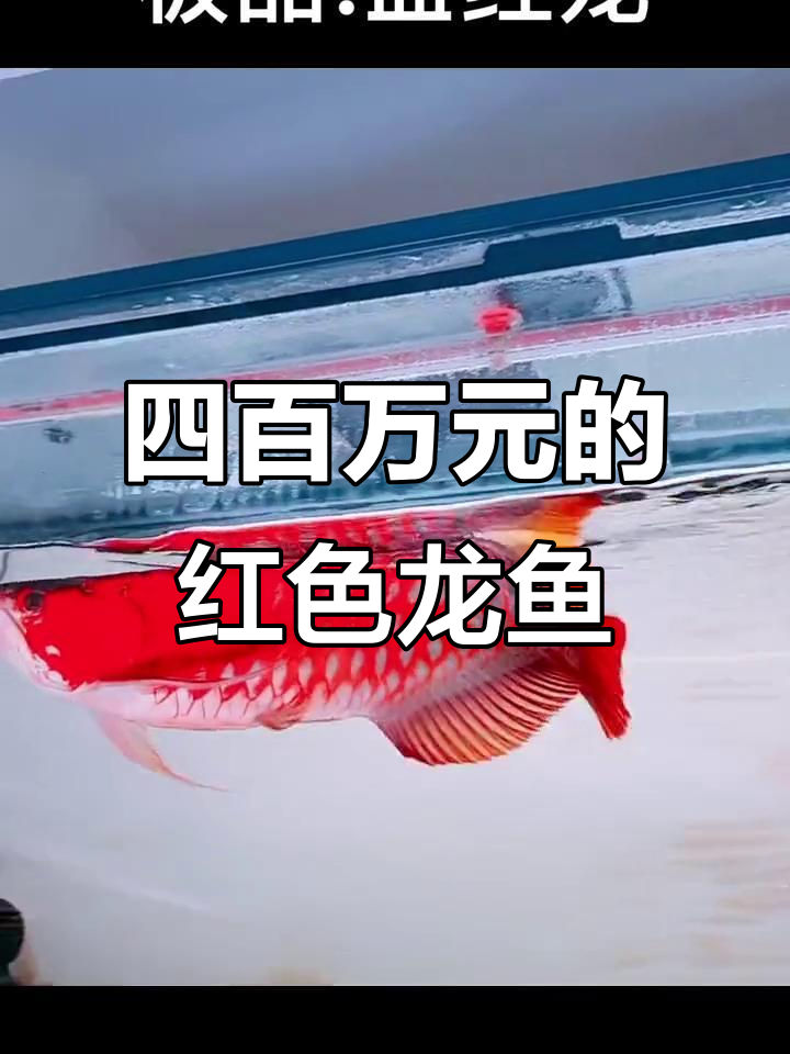 血红龙鱼为何值四百万?揭秘三次发色过程