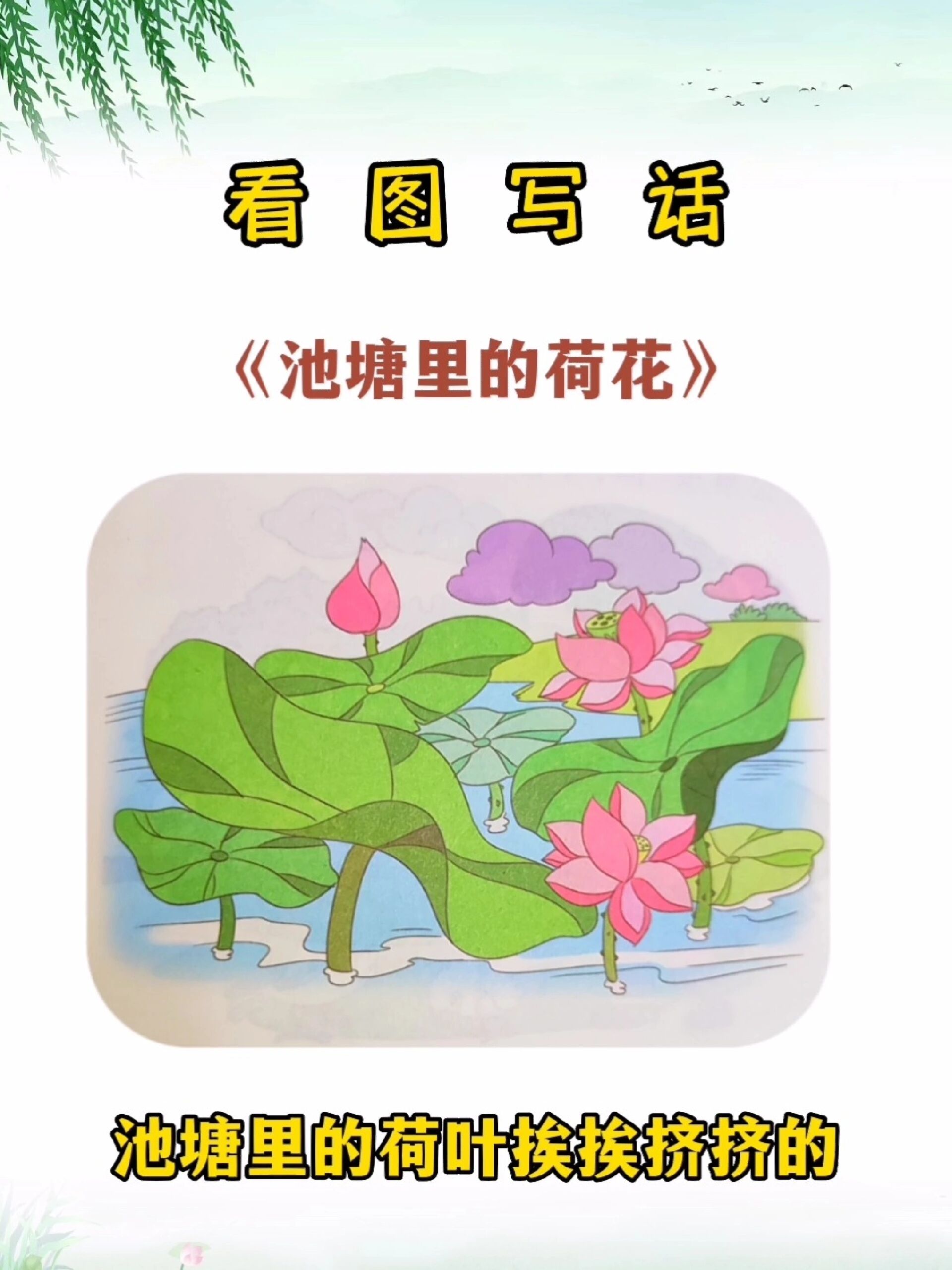 看图写话《池塘里的荷花》期末复习范文